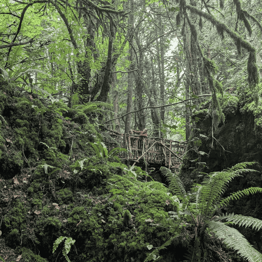 Family Days Out South Wales: Puzzle Wood