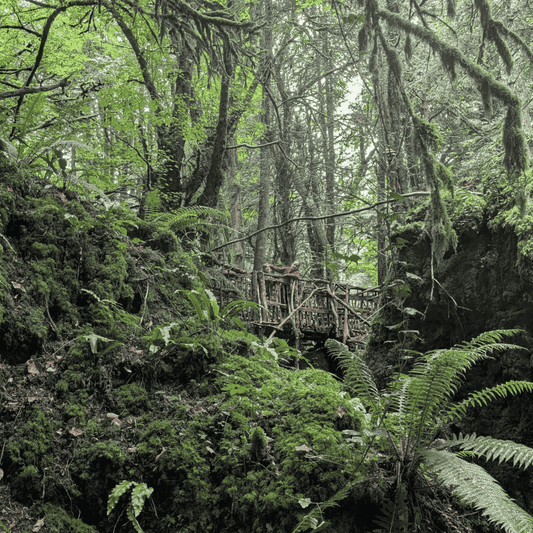 Family Days Out South Wales: Puzzle Wood