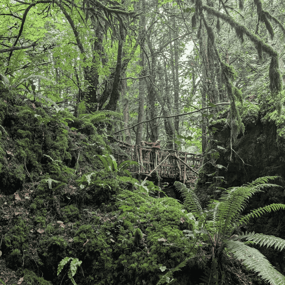Family Days Out South Wales: Puzzle Wood
