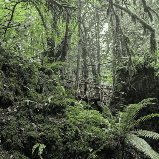 Family Days Out South Wales: Puzzle Wood