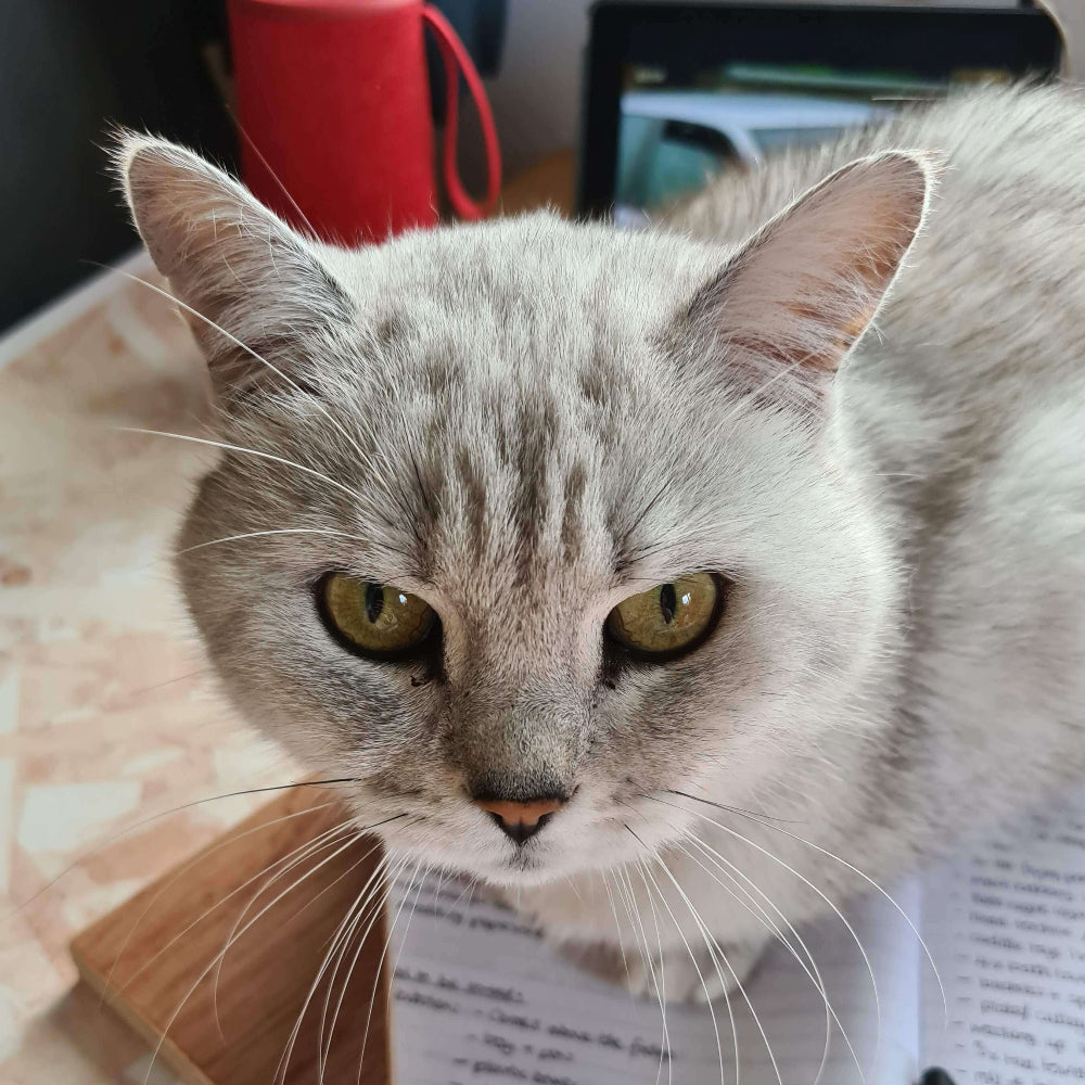 British Short Hair Cat Silver Tabby  -Batfink